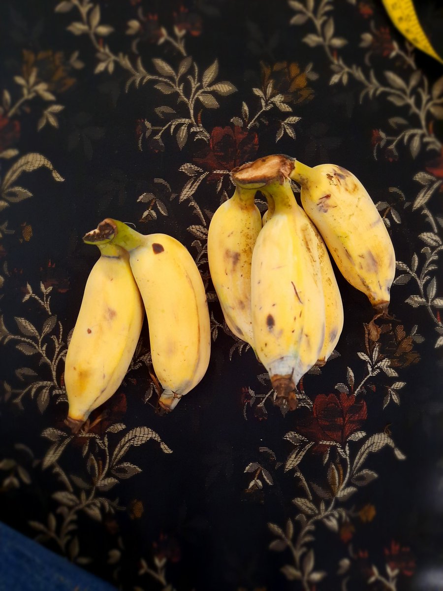 ChhedaBina's tweet photo. Patient got these bananas from #Safale... chhote chhote pleasures 🙏
#PatientDoctorRelations #healthcare https://t.co/rEXTBp6MOz