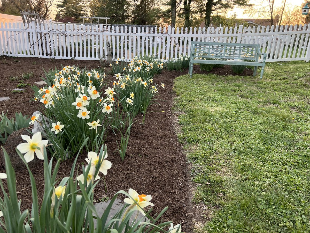 #DaffodilDays #Daffodil #Spring #Gardening !