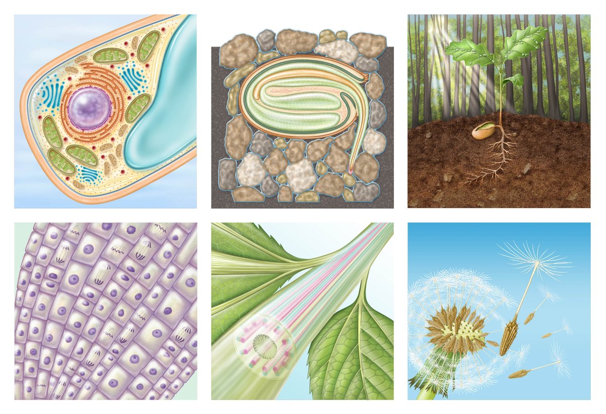 Six images of different stages of a plant's life that I created for 'Molecular Life of Plants' (Wiley, 2011), Adobe Photoshop and Illustrator.