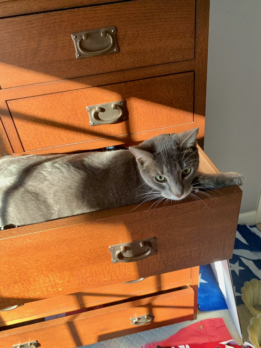 adam_cats's tweet photo. @SimonsCat Oh yes the sock drawer - one of my favourite small spaces https://t.co/DnIgy1zGPO