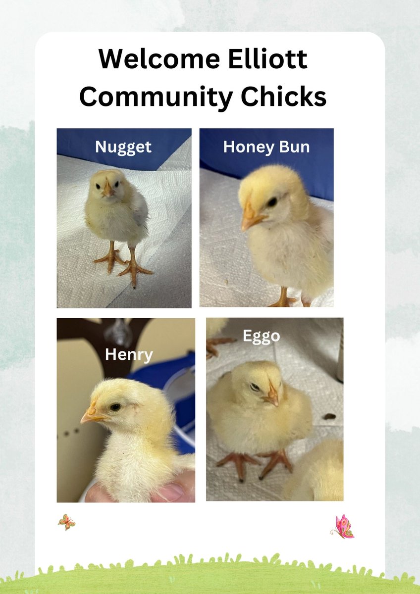ElliottGuelph's tweet photo. Our little chicks are growing so quickly! We had a naming contest this week. They have brought so much joy to everyone at The Elliott Community! These little guys will be going to their forever home on Monday
#elliottexcellence #ElliottCommunity #babychicks #pettherapy https://t.co/XemSZlum5E