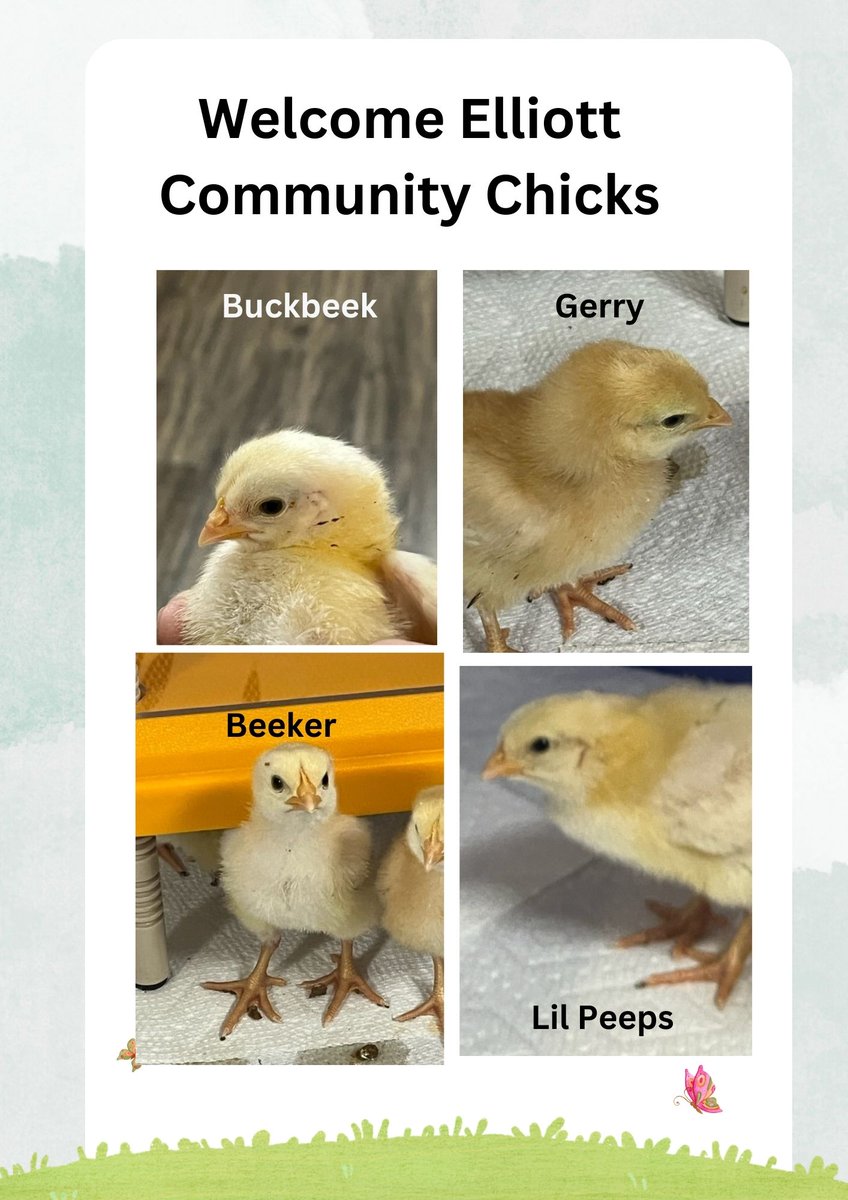 ElliottGuelph's tweet photo. Our little chicks are growing so quickly! We had a naming contest this week. They have brought so much joy to everyone at The Elliott Community! These little guys will be going to their forever home on Monday
#elliottexcellence #ElliottCommunity #babychicks #pettherapy https://t.co/XemSZlum5E