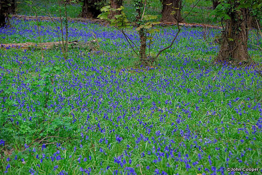 TheSuffolkMan's tweet photo. #Postcard from #Suffolk #ITFC, #Daisy's #Walk #Rendlesham, #Bluebells in #BridgeWood #Nacton & #EarlStonham #medieval #Church https://t.co/XouUKgNEZs