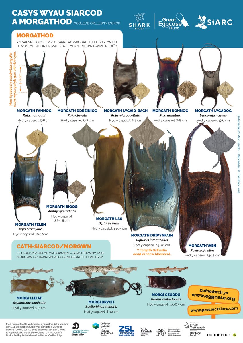 🔎Don't forget you can still download our bilingual Eggcase ID guide from our website and continue searching and recording throughout the Easter holidays!