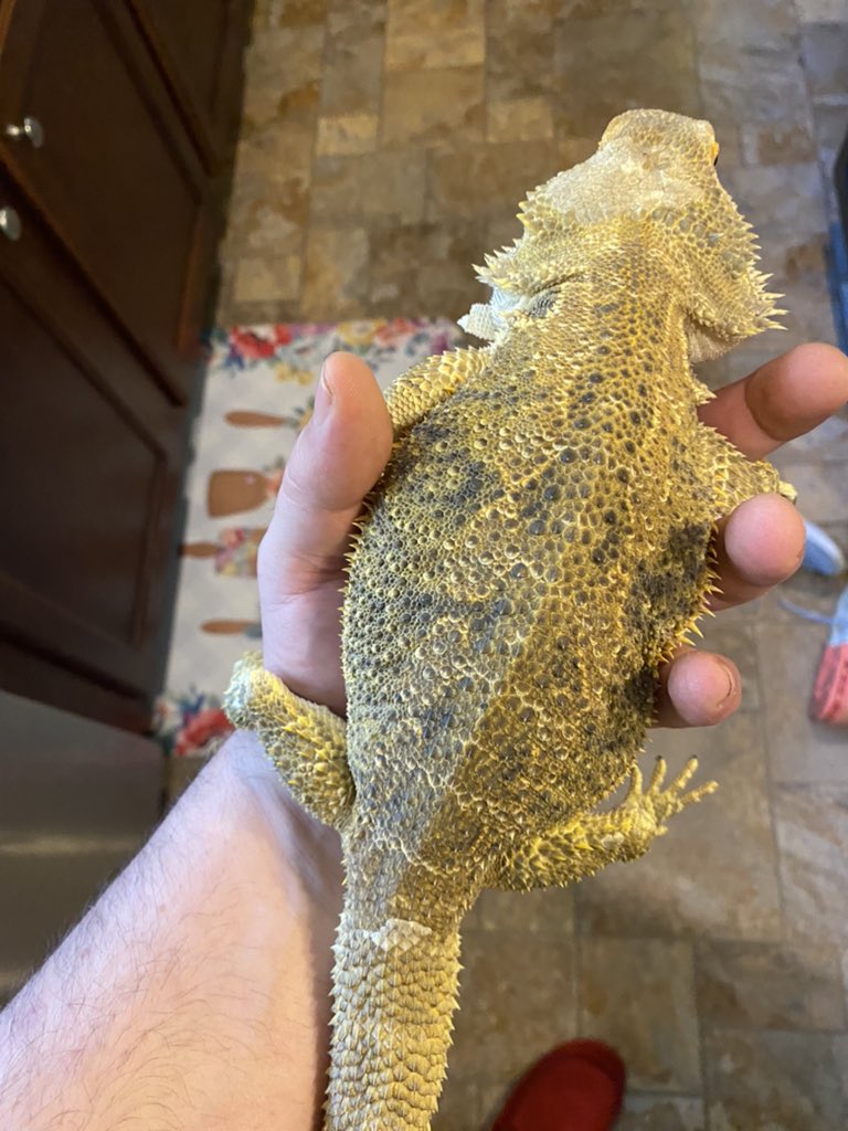 The newest member of the family  “Louie”.