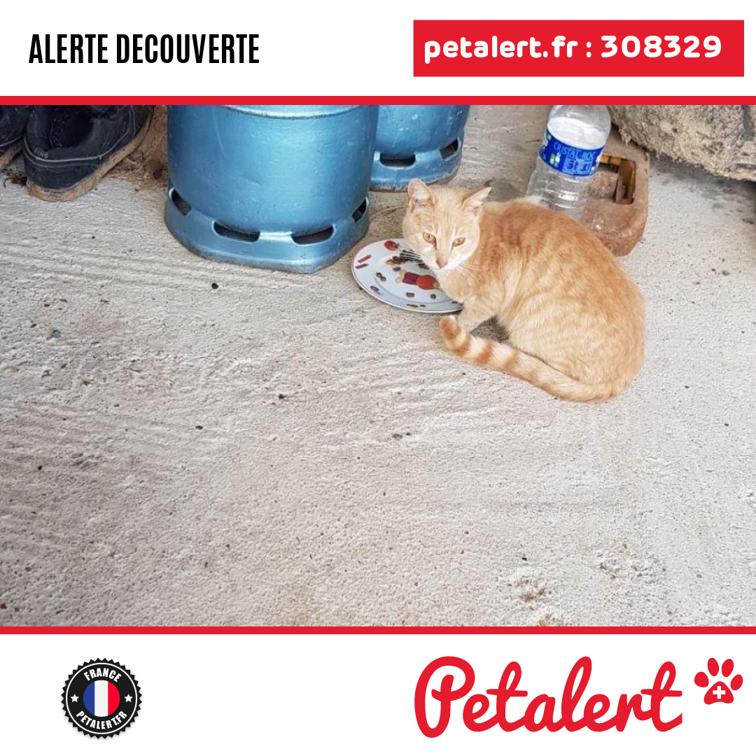 petalert_france's tweet photo. Trouvé #Chat #Loiret #Outarville #Petalert #PetAlert45 / https://t.co/jMVEe50ZGD https://t.co/T9FsAg4E4k