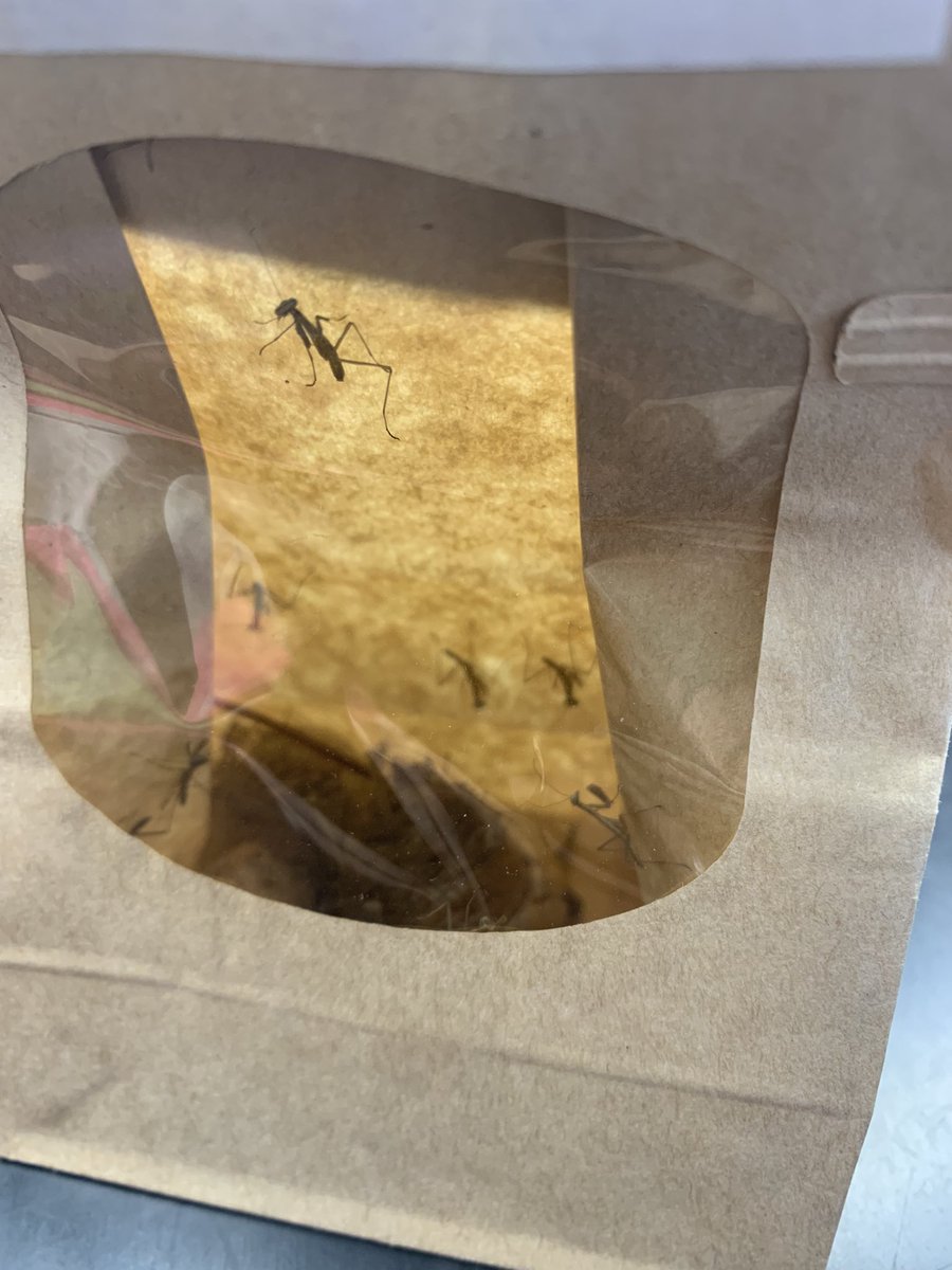 Cassiaw2012's tweet photo. Today students released praying mantises into our schools courtyard to help control the invasive spotted lantern fly population! #wearemiddnorth https://t.co/ps68MRwsMD