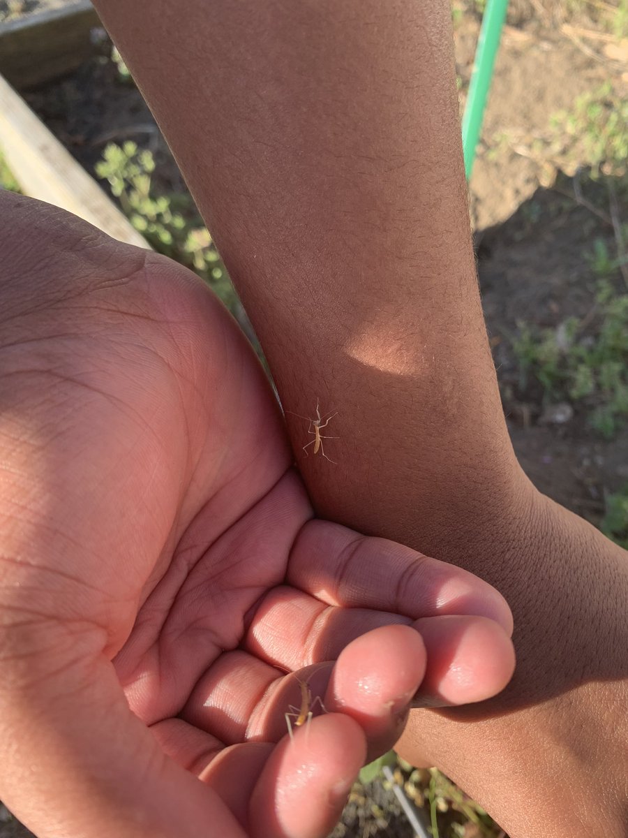 Cassiaw2012's tweet photo. Today students released praying mantises into our schools courtyard to help control the invasive spotted lantern fly population! #wearemiddnorth https://t.co/ps68MRwsMD
