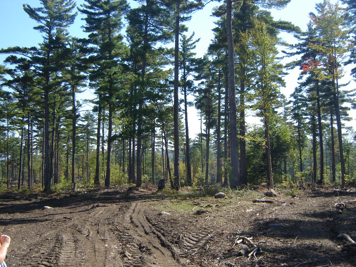 Have you ever wanted to learn about timber harvests? On Saturday, May 6th, join our own Dode Gladders, Extension County Forester for a tour of a recent timber harvest at Up on the Hill Conservation Area in Unity/Charlestown, NH. Registration is required: uvlt.org/event/timber-h…