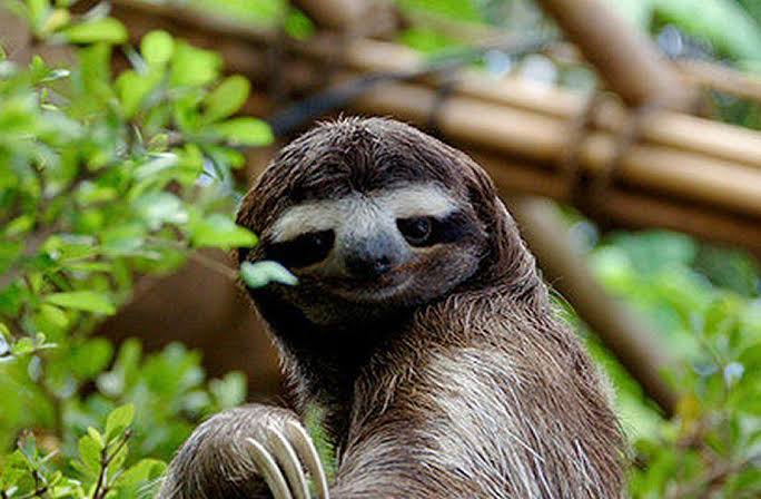 Slothgift's tweet photo. Hey! What are you looking at?
#sloth
#slothmeme
#memes https://t.co/KqD1oGjLUl