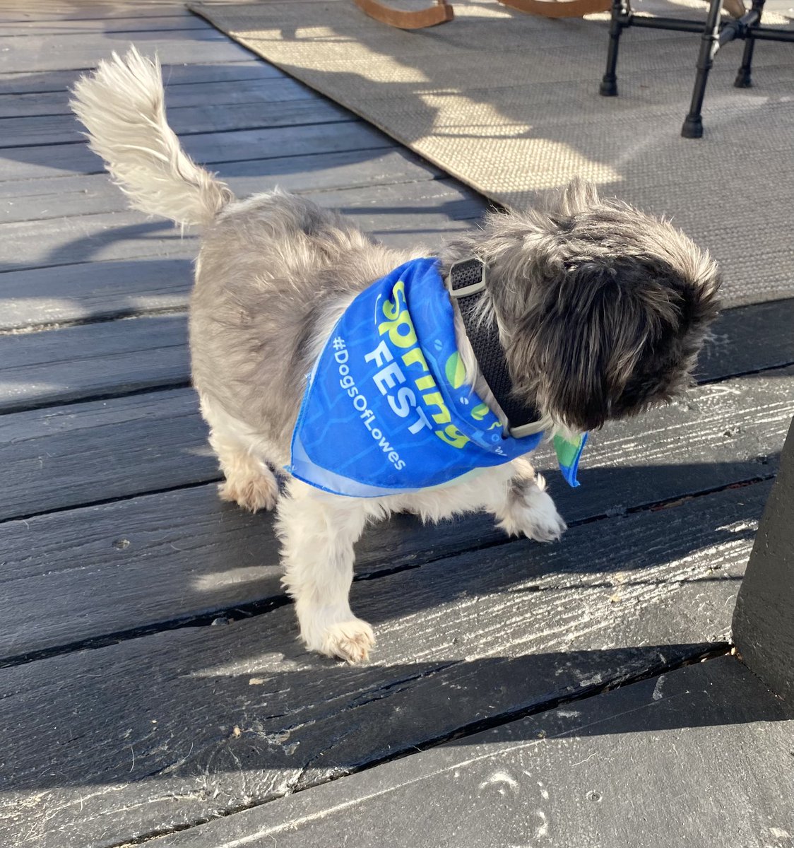 Just me and my buddy Cobain loving this beautiful weather in NY today!  #DogsOfLowes, #springinnewyork, #dogsoftwitter