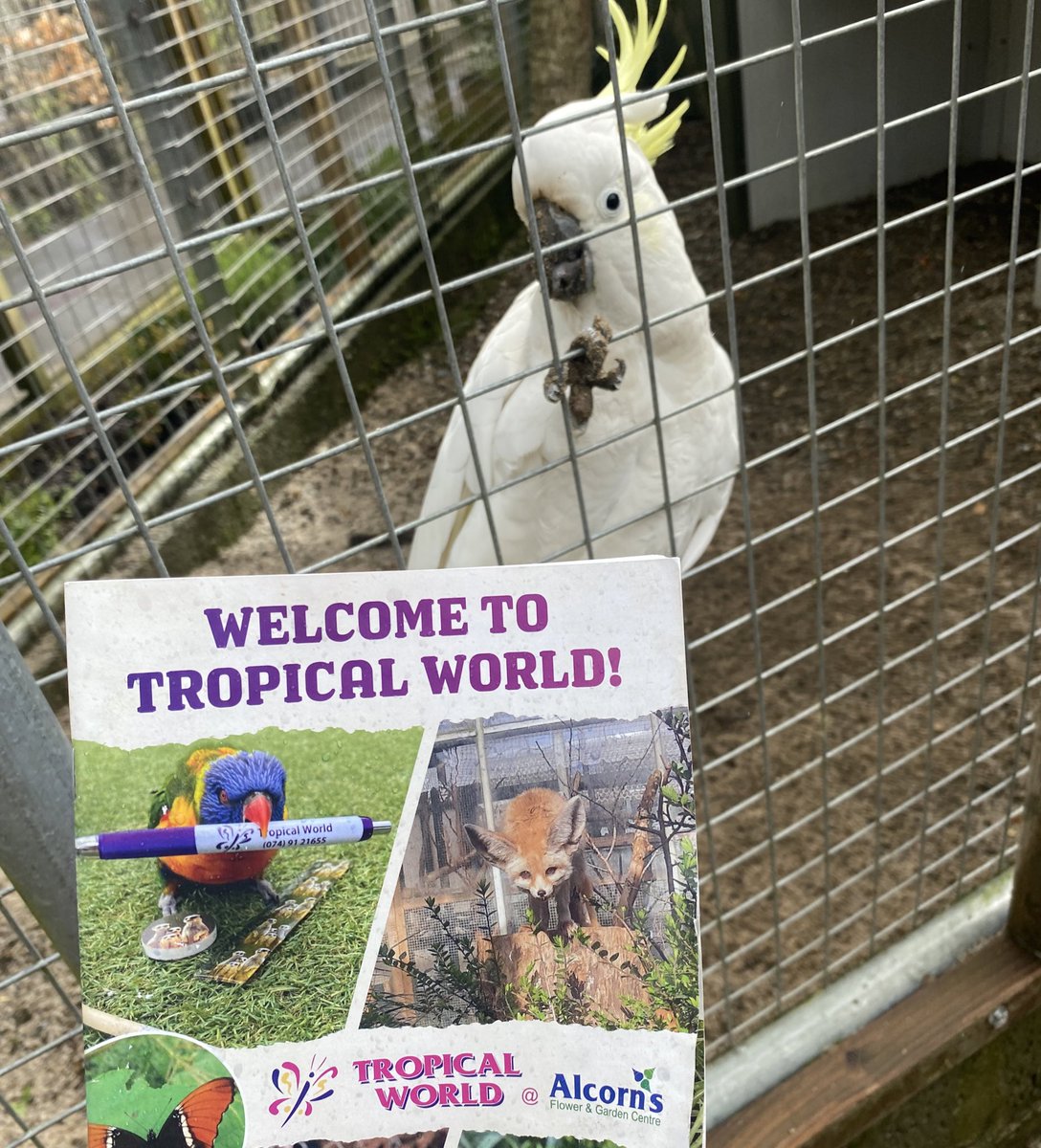 ThisisiRadio's tweet image. Sharron and Mícheál are on their holidays to the North West this week! 🗺️ 

Our first stop is Tropical World in Letterkenny - the home of many endangered animals including monkeys, lemurs, reptiles and more! 🦎 🦋 

@govisitdonegal #BestofNorthWest #govisitdonegal