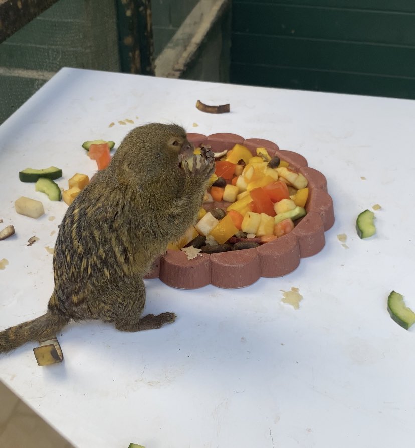 ThisisiRadio's tweet image. Sharron and Mícheál are on their holidays to the North West this week! 🗺️ 

Our first stop is Tropical World in Letterkenny - the home of many endangered animals including monkeys, lemurs, reptiles and more! 🦎 🦋 

@govisitdonegal #BestofNorthWest #govisitdonegal
