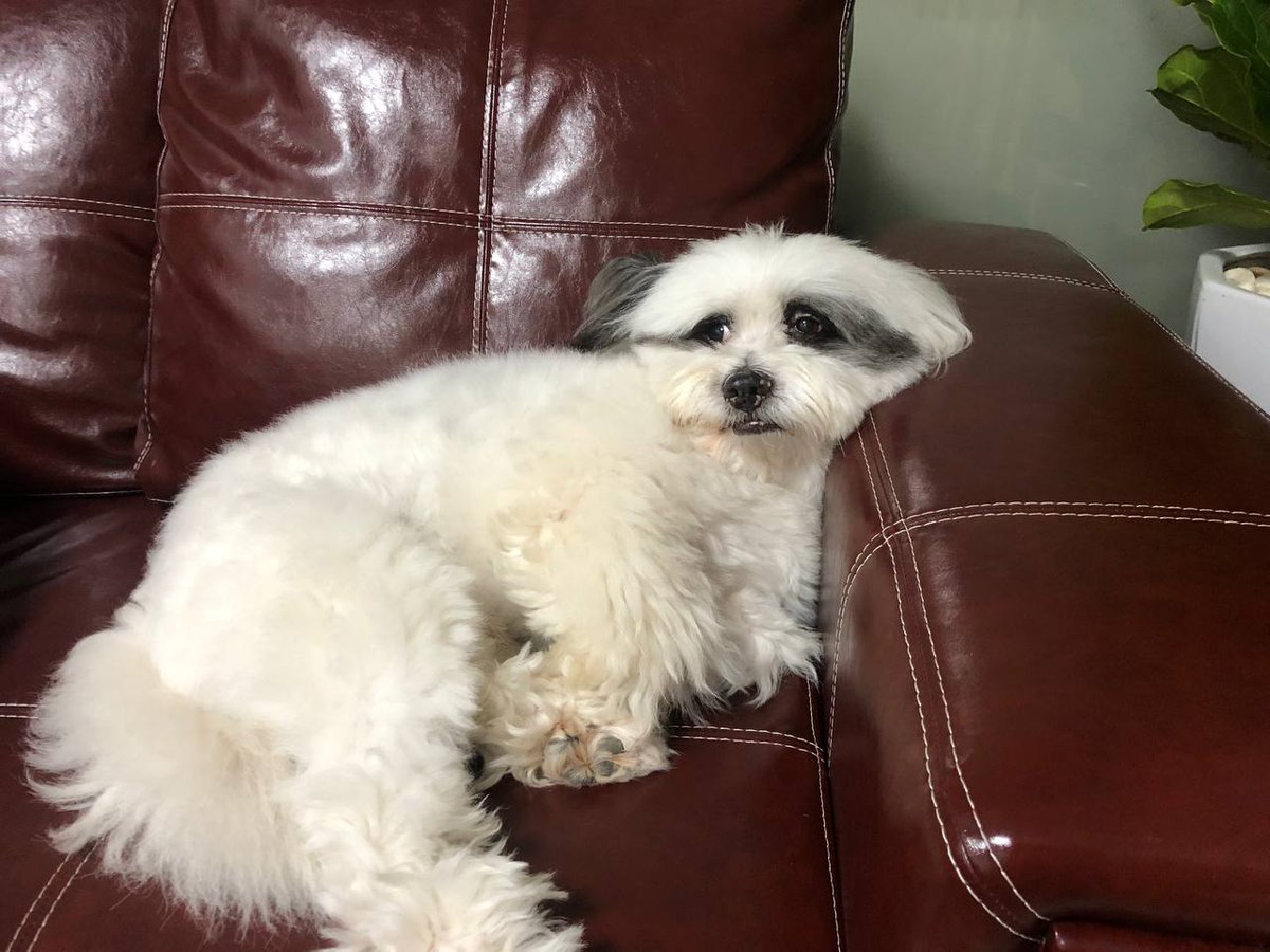 Debbie5941's tweet photo. A dog desires affection more than its dinner. Well – almost.😍🤣 https://t.co/vdXaisgn2G