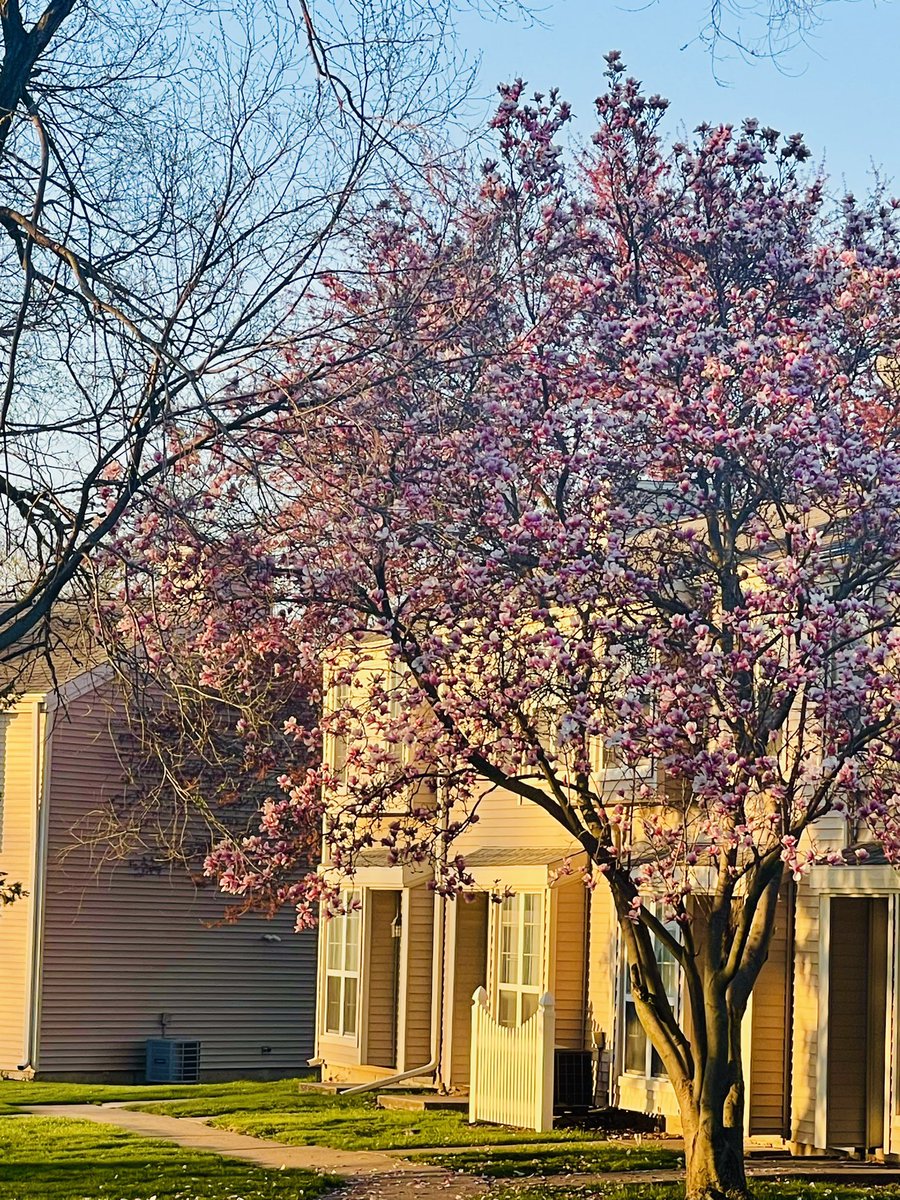 DanielMallari's tweet photo. Spring is 🌸❤️ https://t.co/BeZm0x3vYG