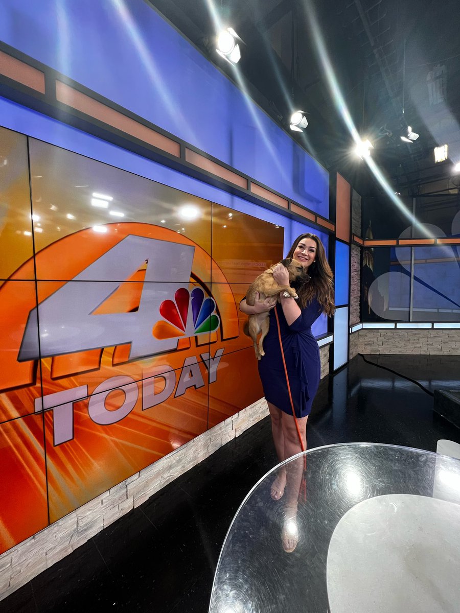 Hilary_TV's tweet photo. THE SWEETEST 😍 Melinda is the PERFECT family dog…she’s small, spunky, and sweet. #HilarysHounds https://t.co/Re8uozpUVJ