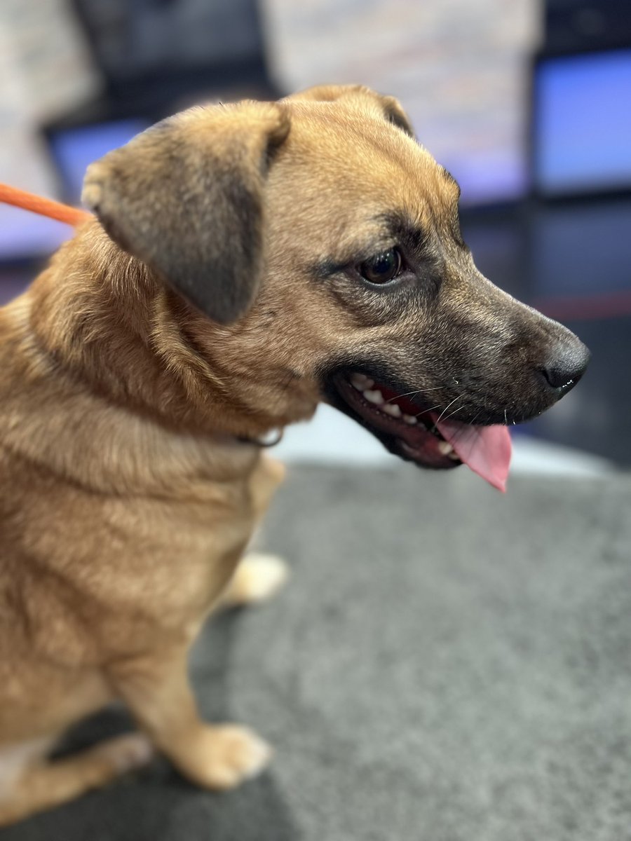 Hilary_TV's tweet photo. THE SWEETEST 😍 Melinda is the PERFECT family dog…she’s small, spunky, and sweet. #HilarysHounds https://t.co/Re8uozpUVJ