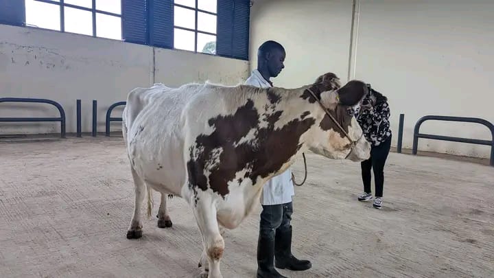 ronniechirchir's tweet photo. Agriculture &amp; Livestock Committee yesterday visited Trans-Nzoia County, led by Chair Dr. John Mutunga and Vice Chair Hon Brighton Yegon, to inspect the Livestock Genetics Centre of the Agriculture Development Corporation in Endebess Constituency. https://t.co/0sdd6ljs6O