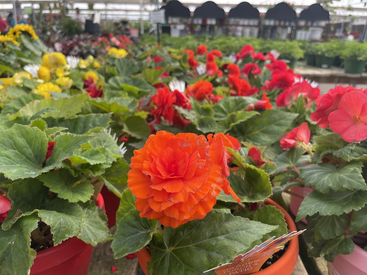 Tuber Begonias are brightly colorful, need shade & are striking on a patio table. @TLCGarden1 you can find these gems in several colors. #shadegarden #patiopots #OklahomaCity