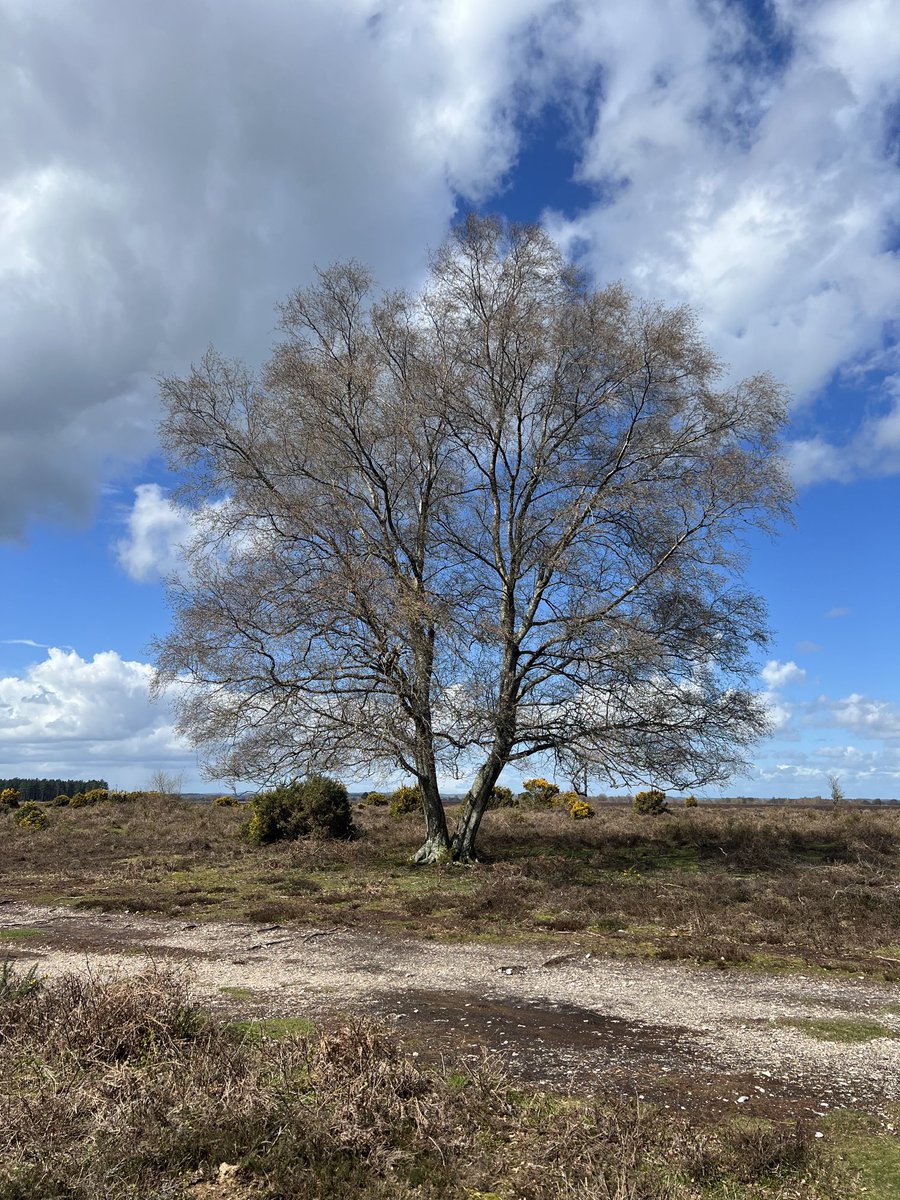 AlanGravett's tweet photo. Our tree of the day in the New Forest ⁦@campbellclaret⁩. Like you and ⁦@RoryStewartUK⁩, separate in many of your views but together in being able to disagree agreeably https://t.co/qZkWB2luuu