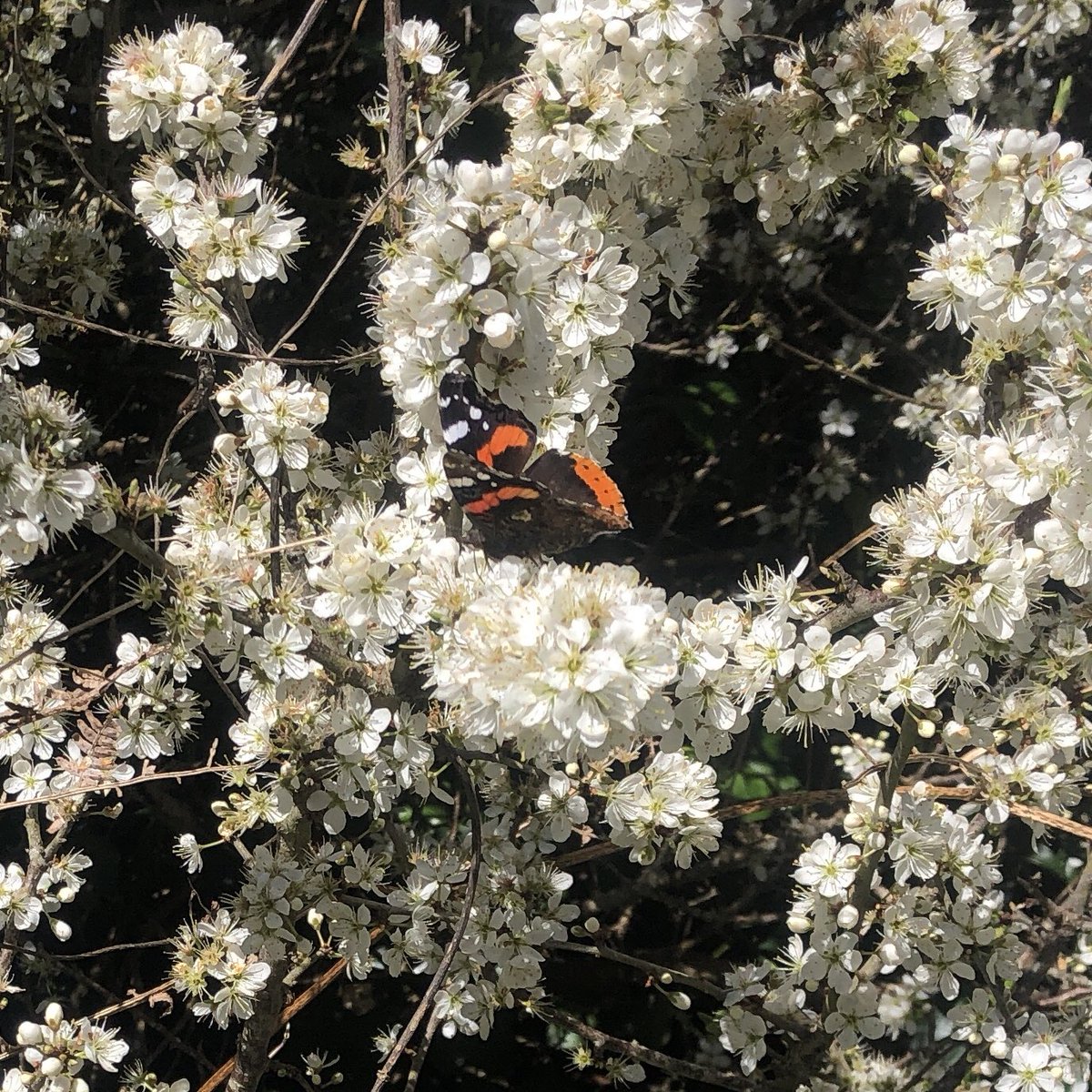 Lots more #butterflies about in the sunshine today. Green-veined White, Holly Blue and Red Admiral on the coastpath between Pendower and Portscatho. @Cornwall_BC @savebutterflies #Cornwall #Wildlife