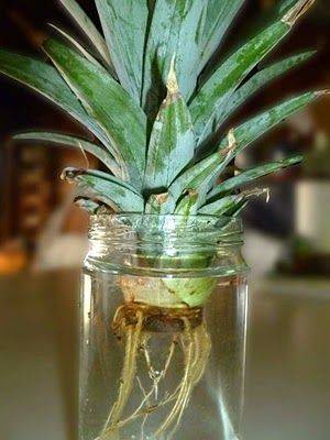 demi_farm's tweet photo. Propagating a pineapple crown in water.

Don't throw away your pineapple crown after eating, instead follow these easy steps and propagate it on your own.

In a few weeks it will root and you can then transplant the seedling to soil!

https://t.co/3m3hUb6vlx https://t.co/t5vDiXu10T