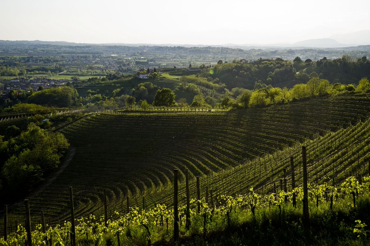 Sabato e Domenica, vi attende un appuntamento alla corte del Refosco di Faedis!🍷 Talk, degustazioni e masterclass. Voi ci sarete?🍇 👉 bit.ly/4028zwj #iosonofvg #fvglive