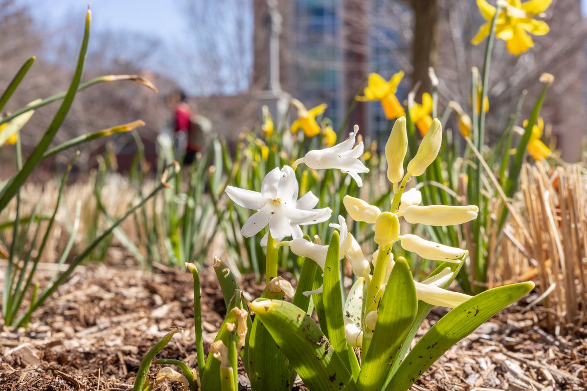 UConn's tweet image. Storrs in bloom 🌼
