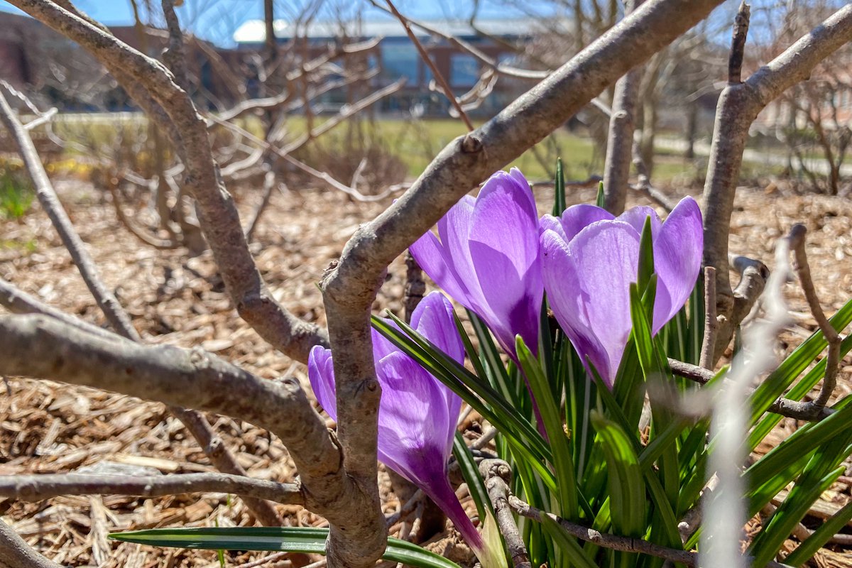 UConn's tweet image. Storrs in bloom 🌼