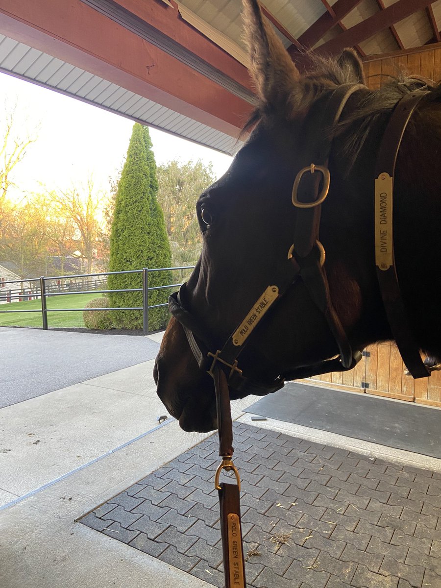 PoloGreenStable's tweet photo. Breeding and foaling season are full swing! Whether we are foaling mares or breeding mares daily😅🐴 Our Storm Cat mare to Idol @TMStallions this morning. Temperature was little cooler than yesterday evening (40degree difference🙄) and beautiful spring out there! #SpringinKY https://t.co/3tzz8kCLjj