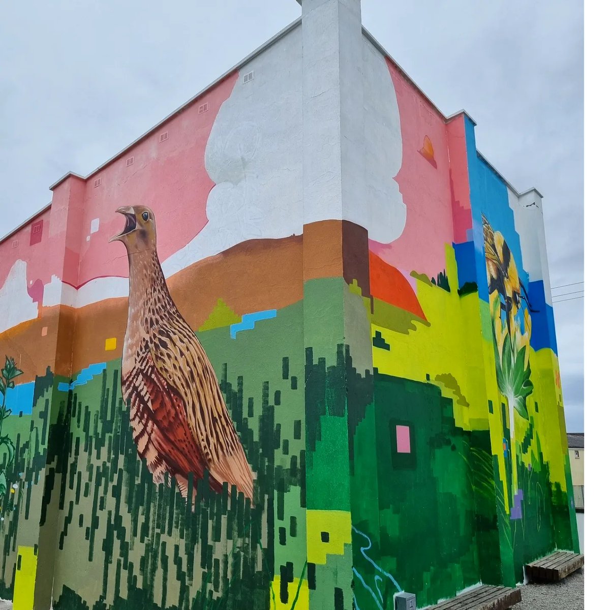 jameskirwanart's tweet photo. Mural in Belmullet commissioned by @TidyBelmullet @CorncrakeLife @NpwsProject @GYB_Project @LIFEonMachair The mural includes The Great Yellow Bumblebee, The Corncrake and Lapwing. Míle Buíochas to all involved 🙏💚🪻🌼🐝🪺💙 
#mural #belmullet #Corncrake #gybb https://t.co/PN30HImE3t