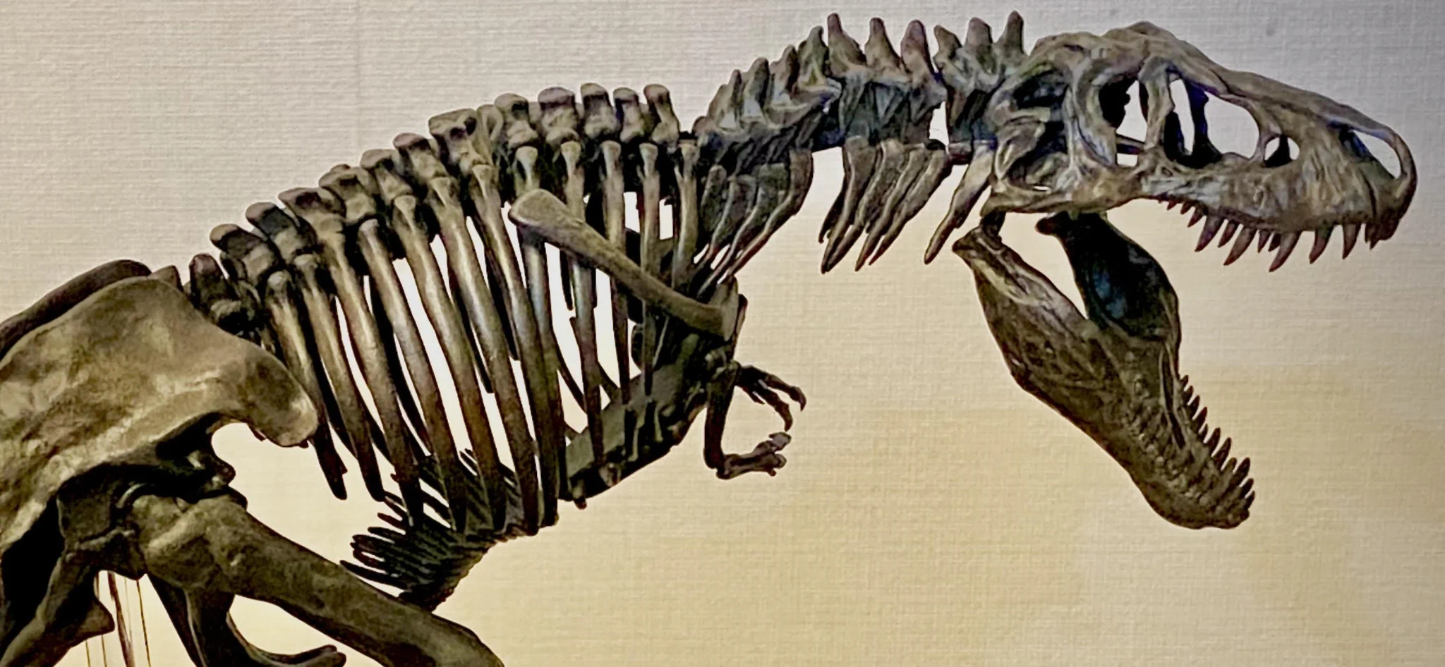 @namchan_koushi 口閉じはちょっと可愛いw
ティラノはいいよ、ティラノは。 