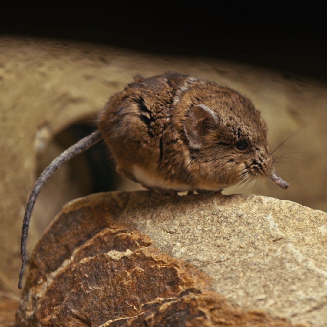 cazadorcerebros's tweet photo. 📢 El próximo lunes NO hay emisión de #ElCazadordeCerebros, pero volvemos el día 24 con un capítulo apasionante sobre los retos en la preservación de la biodiversidad.

Os dejamos algunas imágenes de lo que veremos: ¿sabéis distinguir qué animales son?⬇️🧐@rtve @rtveplay @la2_tve https://t.co/UmtnfaJL69