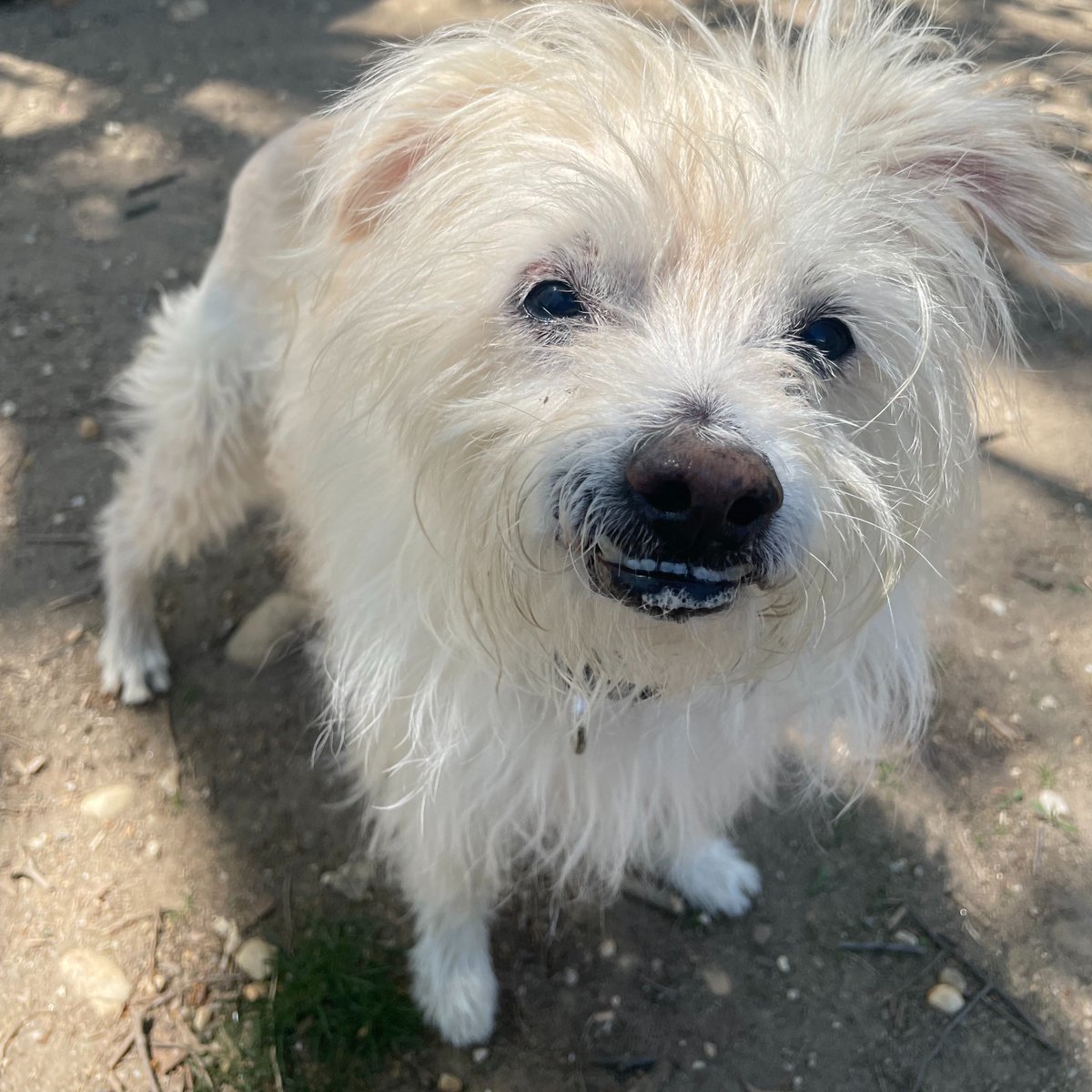 AlexAnimals's tweet photo. We asked Luke to smile for the camera. This is what we got. We think he nailed it. This scruffy little guy is up for adoption! We're open today from noon to 7 p.m. Drop by and see Luke and all of his friends!
#alexanimals #alexandriava #alexandriadogs #novadogs #dmvdogs https://t.co/Cor7afgcid