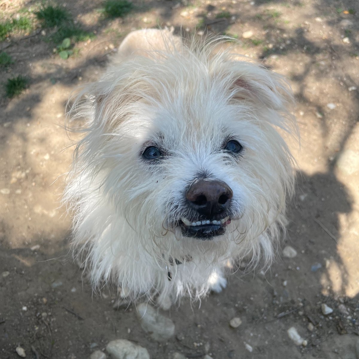 AlexAnimals's tweet photo. We asked Luke to smile for the camera. This is what we got. We think he nailed it. This scruffy little guy is up for adoption! We're open today from noon to 7 p.m. Drop by and see Luke and all of his friends!
#alexanimals #alexandriava #alexandriadogs #novadogs #dmvdogs https://t.co/Cor7afgcid