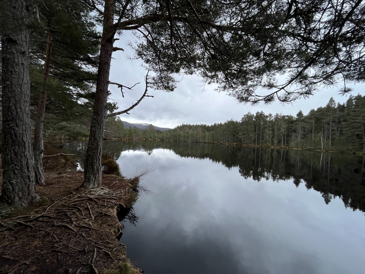 FiMcInally's tweet photo. Wandering around a wee hidden gem in the Cairngorms today, Uath Lochans near Insh. Absolutely gorgeous, if a bit cold and breezy ⁦@cairngormsnews⁩ well worth a visit for anyone wanting a quieter trail while visiting. https://t.co/t3EkbApLJG