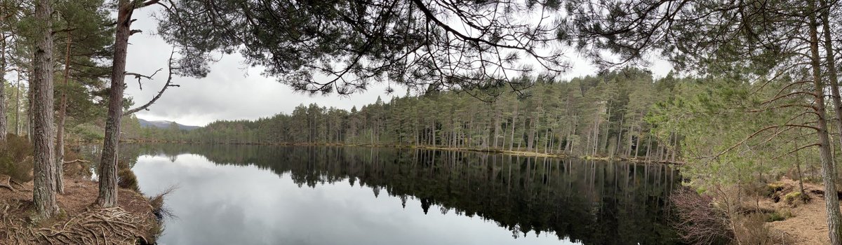 FiMcInally's tweet photo. Wandering around a wee hidden gem in the Cairngorms today, Uath Lochans near Insh. Absolutely gorgeous, if a bit cold and breezy ⁦@cairngormsnews⁩ well worth a visit for anyone wanting a quieter trail while visiting. https://t.co/t3EkbApLJG