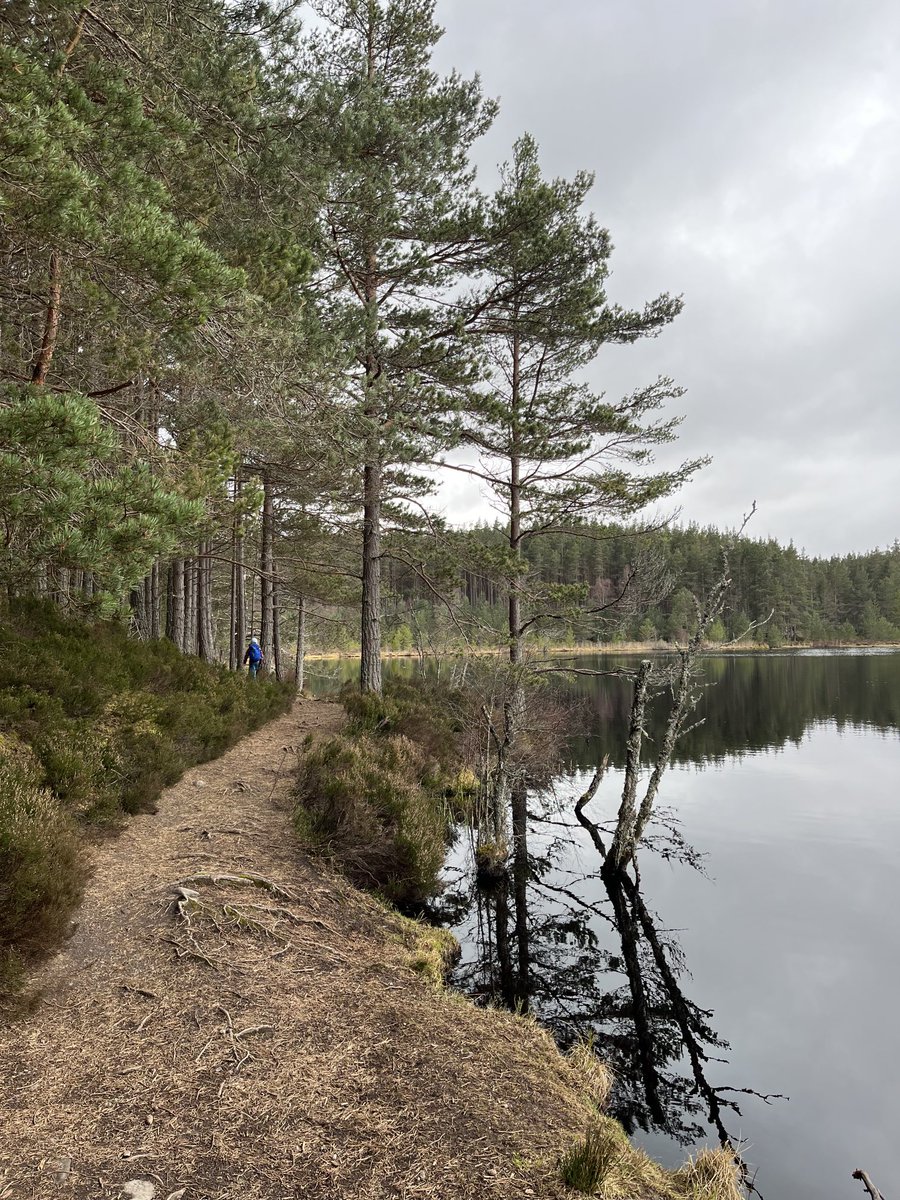 FiMcInally's tweet photo. Wandering around a wee hidden gem in the Cairngorms today, Uath Lochans near Insh. Absolutely gorgeous, if a bit cold and breezy ⁦@cairngormsnews⁩ well worth a visit for anyone wanting a quieter trail while visiting. https://t.co/t3EkbApLJG