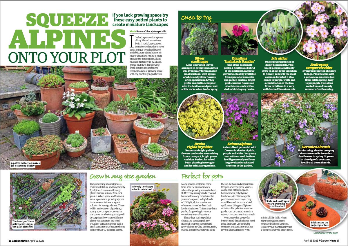 Read #alpines expert @razvanchisu's 3-page feature in <a href="/GardenNewsmag/">Garden News</a> on growing easy, beautiful alpines in pots in your garden this #spring 

@AlpineGardenSoc