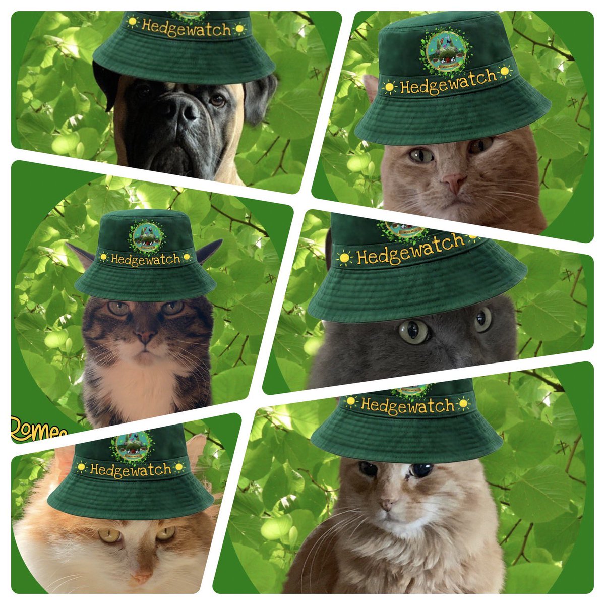 barbeydoll65's tweet photo. #Hedgewatch

Here we are all 6 of us in our snazzy  new look with our spring Hatties don’t we look “pawsome “? 
Thankyou- mews Cilla , wez are eggcited , wez luv our  mews woofer style 👀  - snazzy indeed!💚🌳🐾
#Hedgewatch 
#snazzylook 
#hatties https://t.co/klPKUTGHHb