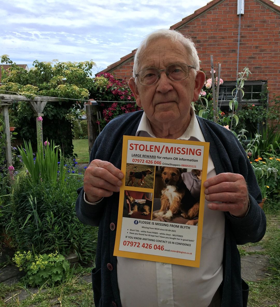 AdoptionsUk's tweet image. Please retweet to help FIND FLOSSIE, MISSING/STOLEN FORM #BLYTH #UK  
She could be anywhere in the country now.  Have you been offered a dog like this?  Her dad is 91 and is devastated.  Please share, let's get her home? 📷Flossie Come Home @FindFlossi