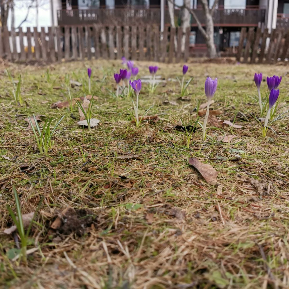 IlkkaMakinen's tweet photo. Krookukset ovat nousseet kahdessa päivässä. Suomen kevät etenee välillä nopeasti. #kevät #finnishspring https://t.co/LkT4E81NIy