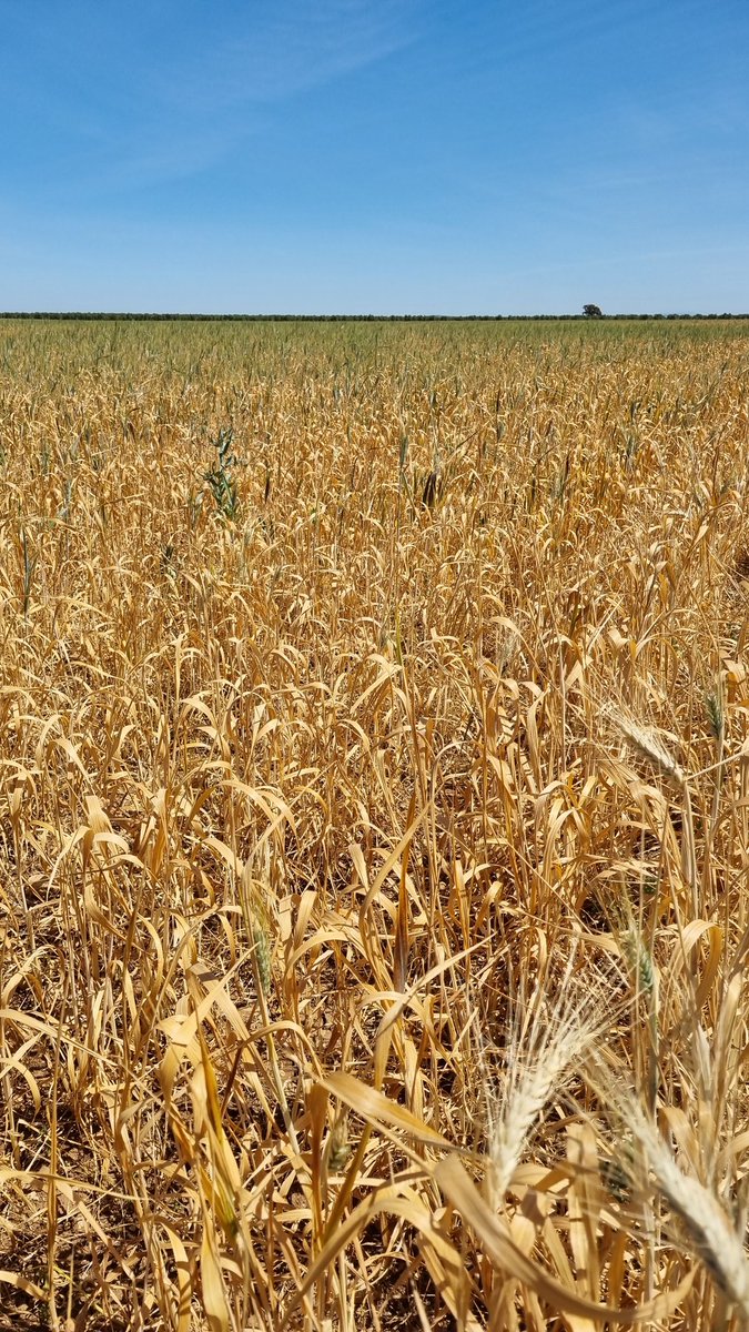 El campo andaluz agoniza ante la situación de sequía. A la izquierda, trigo duro en una finca en Osuna el 18 de abril de 2022. A la derecha, trigo duro en la misma finca el 13 de abril de 2023.
