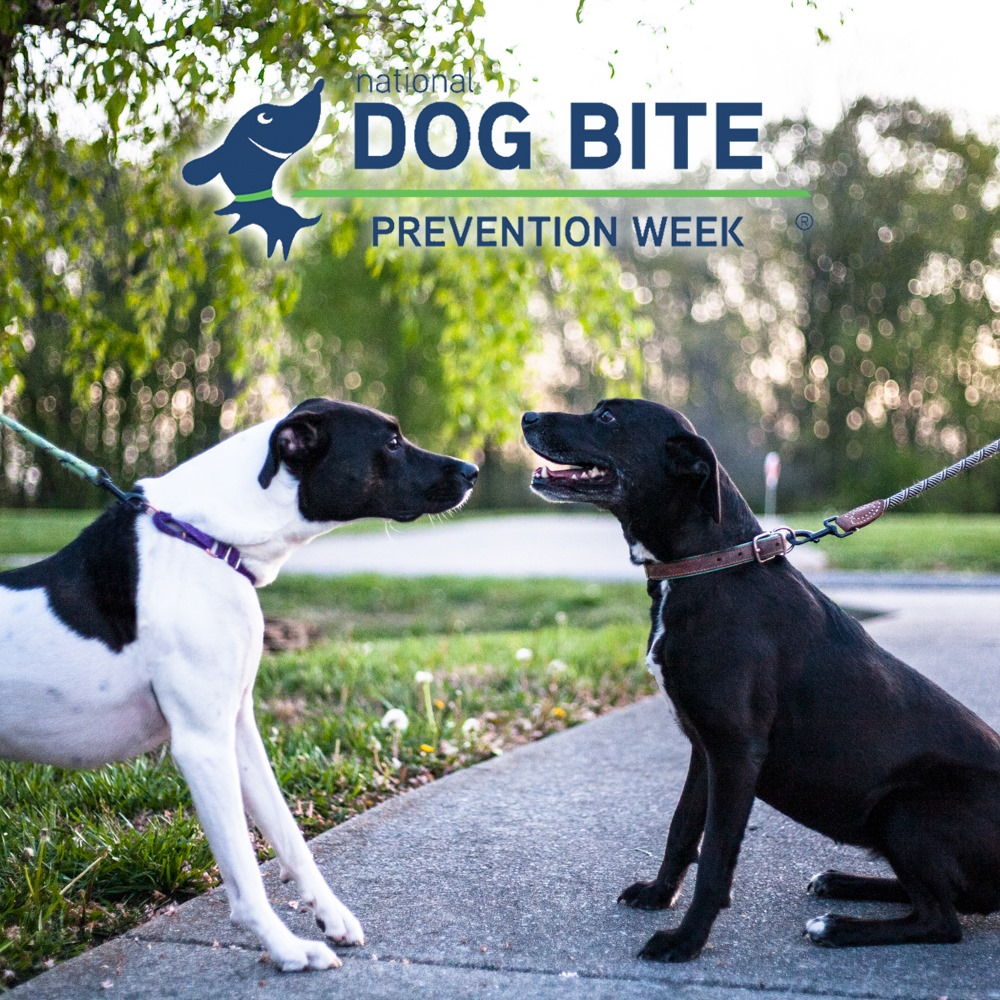 NatureTails's tweet photo. NATIONAL DOG BITE PREVENTION WEEK
TIP #4 - EXPOSE: Pawrents, it is your responsibility to socialize your pups.
Here are a few tips:
1) Take your dog on walks that expose them to things
2) Invite people to your home for interaction
3) Asking professionals for help is responsible https://t.co/WYVPYUCHMk