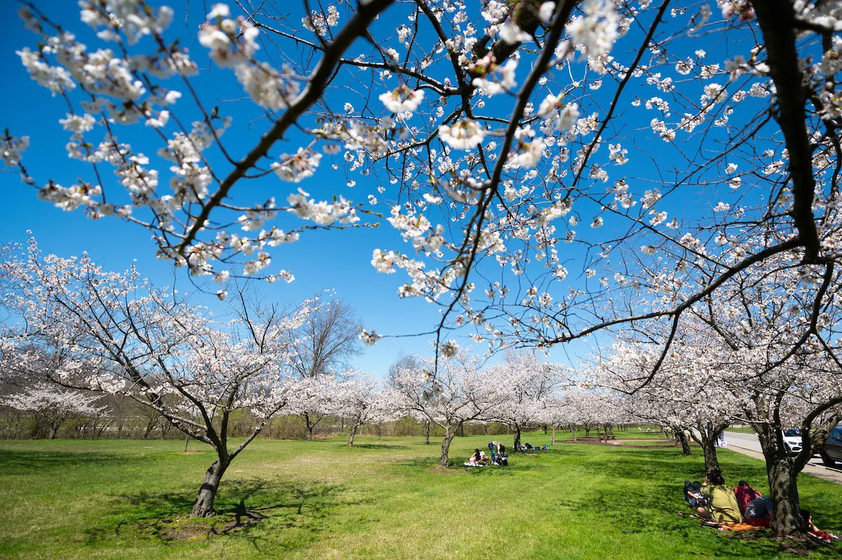 clevemetroparks's tweet photo. To-do list today:

See the #cherryblossoms at Brookside Reservation. ✔️ https://t.co/6U1nIhqfAC