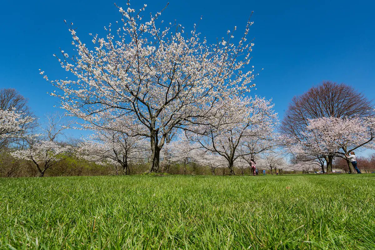clevemetroparks's tweet photo. To-do list today:

See the #cherryblossoms at Brookside Reservation. ✔️ https://t.co/6U1nIhqfAC