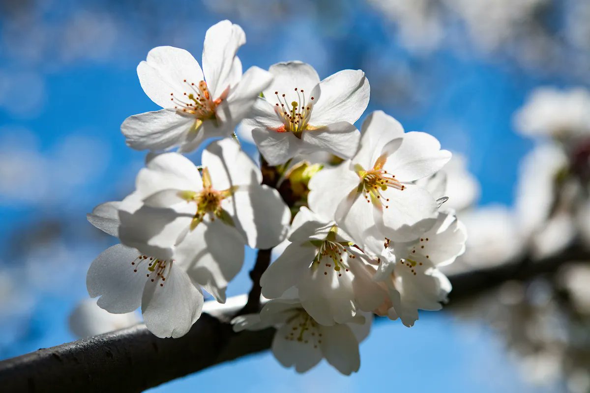 clevemetroparks's tweet photo. To-do list today:

See the #cherryblossoms at Brookside Reservation. ✔️ https://t.co/6U1nIhqfAC