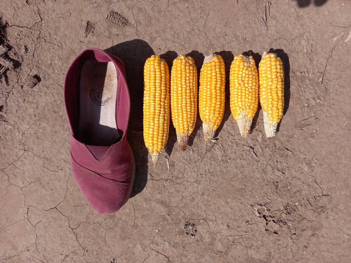 RodrigoFalcone5's tweet photo. Semana más q productiva. Capacitación en #nutrición y rentabilidad junto a Alfagro pensando en #trigo  y visita a #reddeensayos junto a @grupoagroempre en norte de Córdoba. Diferencias visuales en #dosis y #fuentes (#ureagranulada vs #eNeTOTALPLUS) @ProfertilAgro https://t.co/aN7KPD7hJX