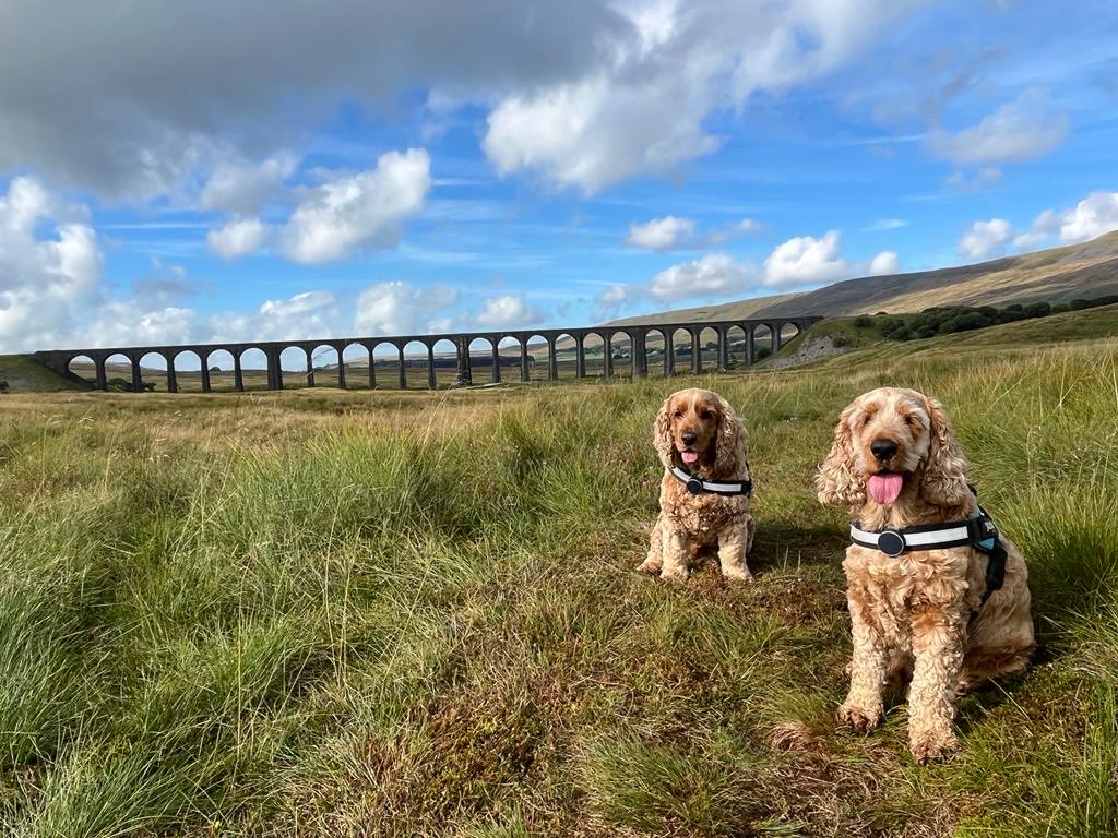Joe and Hugo train spotting 👀 🐾#SettleCarliseRailway #RibbleheadViaduct