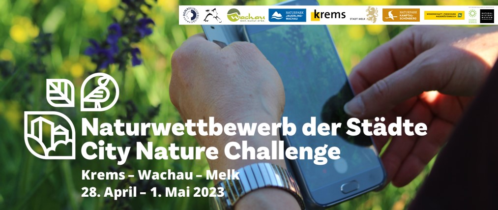 biodiversity_at's tweet photo. Jede Beobachtung zählt! #CityNatureChallenge Von 28. April-1. Mai in der Region Krems–Wachau–Melk. Beobachtungen von wilden Tieren, Pflanzen &amp; Pilzen mit den Handy aufnehmen und auf der Plattform #iNaturalist hochladen. 
Infos: https://t.co/zUGYD3VPkb https://t.co/yIopBXN3GG